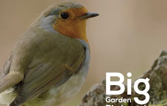 Take Part in the Big Garden Bird Watch