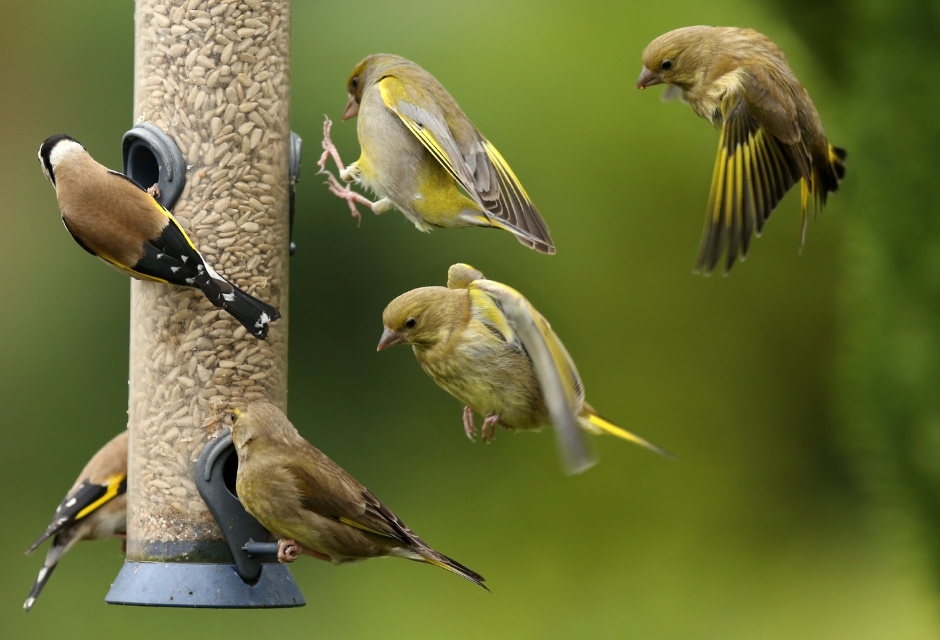 YSWD - Bird feeder